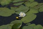 <img150*0:stuff/z/169023/Michigan%2520Marsh.2/i1277850407_22.jpg>