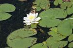 <img150*0:stuff/z/169023/Michigan%2520Marsh.2/i1277850407_23.jpg>
