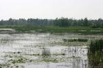 <img150*0:stuff/z/169023/Michigan%2520Marsh.2/i1277850407_24.jpg>