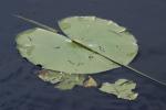 michigan marsh.2