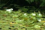 <img150*0:stuff/z/169023/Michigan%2520Marsh.2/i1277850407_26.jpg>
