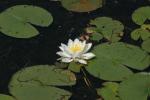 <img150*0:stuff/z/169023/Michigan%2520Marsh.2/i1277850407_27.jpg>