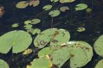 <img150*0:stuff/z/169023/Michigan%2520Marsh.2/i1277850407_28.jpg>