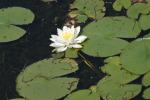 <img150*0:stuff/z/169023/Michigan%2520Marsh.2/i1277850408_29.jpg>