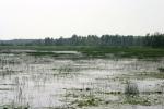 <img150*0:stuff/z/169023/Michigan%2520Marsh.2/i1277850408_30.jpg>