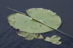 <img150*0:stuff/z/169023/Michigan%2520Marsh.2/i1277850408_31.jpg>