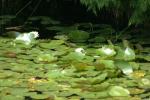 <img150*0:stuff/z/169023/Michigan%2520Marsh.2/i1277850408_32.jpg>