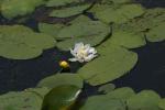 <img150*0:stuff/z/169023/Michigan%2520Marsh.2/i1277850408_33.jpg>