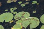 <img150*0:stuff/z/169023/Michigan%2520Marsh.2/i1277850408_34.jpg>