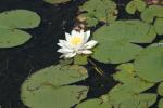 <img150*0:stuff/z/169023/Michigan%2520Marsh.2/i1277850408_35.jpg>