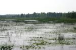 <img150*0:stuff/z/169023/Michigan%2520Marsh.2/i1277850408_36.jpg>