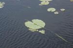 <img150*0:stuff/z/169023/Michigan%2520Marsh.2/i1277850408_37.jpg>