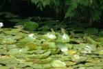 <img150*0:stuff/z/169023/Michigan%2520Marsh.2/i1277850408_38.jpg>