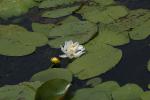 <img150*0:stuff/z/169023/Michigan%2520Marsh.2/i1277850408_39.jpg>