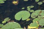 <img150*0:stuff/z/169023/Michigan%2520Marsh.2/i1277850409_40.jpg>