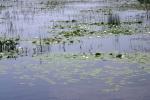 <img150*0:stuff/z/169023/Michigan%2520Marsh.2/i1277850409_41.jpg>