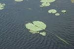 <img150*0:stuff/z/169023/Michigan%2520Marsh.3/i1277851156_1.jpg>