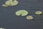 <img150*0:stuff/z/169023/Michigan%2520Marsh.3/i1277851156_2.jpg>