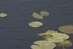 <img150*0:stuff/z/169023/Michigan%2520Marsh.3/i1277851156_3.jpg>