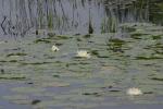 <img150*0:stuff/z/169023/Michigan%2520Marsh.3/i1277851157_10.jpg>