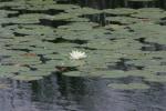 <img150*0:stuff/z/169023/Michigan%2520Marsh.3/i1277851157_11.jpg>