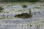 <img150*0:stuff/z/169023/Michigan%2520Marsh.3/i1277851157_12.jpg>