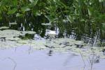 <img150*0:stuff/z/169023/Michigan%2520Marsh.3/i1277851157_13.jpg>