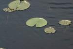 <img:stuff/z/169023/Michigan%2520Marsh.3/i1277851157_14.jpg?y=100>