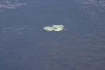 <img150*0:stuff/z/169023/Michigan%2520Marsh.3/i1277851157_15.jpg>