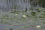 <img150*0:stuff/z/169023/Michigan%2520Marsh.3/i1277851157_4.jpg>