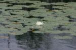 <img150*0:stuff/z/169023/Michigan%2520Marsh.3/i1277851157_5.jpg>