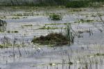 <img150*0:stuff/z/169023/Michigan%2520Marsh.3/i1277851157_6.jpg>