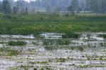 <img150*0:stuff/z/169023/Michigan%2520Marsh.3/i1277851157_7.jpg>