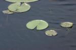 <img150*0:stuff/z/169023/Michigan%2520Marsh.3/i1277851157_8.jpg>