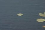 <img150*0:stuff/z/169023/Michigan%2520Marsh.3/i1277851157_9.jpg>