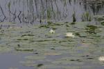 <img150*0:stuff/z/169023/Michigan%2520Marsh.3/i1277851158_16.jpg>