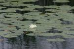 <img150*0:stuff/z/169023/Michigan%2520Marsh.3/i1277851158_17.jpg>