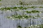 <img150*0:stuff/z/169023/Michigan%2520Marsh.3/i1277851158_18.jpg>
