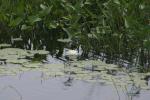 <img150*0:stuff/z/169023/Michigan%2520Marsh.3/i1277851158_19.jpg>