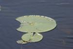 <img150*0:stuff/z/169023/Michigan%2520Marsh.3/i1277851158_20.jpg>