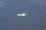 <img150*0:stuff/z/169023/Michigan%2520Marsh.3/i1277851158_21.jpg>