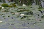 <img150*0:stuff/z/169023/Michigan%2520Marsh.3/i1277851158_22.jpg>
