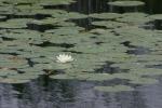 <img150*0:stuff/z/169023/Michigan%2520Marsh.3/i1277851158_23.jpg>