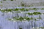 <img150*0:stuff/z/169023/Michigan%2520Marsh.3/i1277851158_24.jpg>
