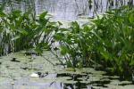 <img150*0:stuff/z/169023/Michigan%2520Marsh.3/i1277851158_25.jpg>