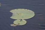 <img150*0:stuff/z/169023/Michigan%2520Marsh.3/i1277851158_26.jpg>