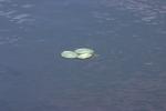 <img150*0:stuff/z/169023/Michigan%2520Marsh.3/i1277851158_27.jpg>
