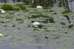 <img150*0:stuff/z/169023/Michigan%2520Marsh.3/i1277851159_28.jpg>