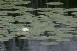 <img150*0:stuff/z/169023/Michigan%2520Marsh.3/i1277851159_29.jpg>