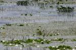 <img150*0:stuff/z/169023/Michigan%2520Marsh.3/i1277851159_30.jpg>
